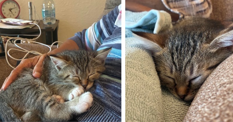Cat distribution system chooses grieving mother and son after a tumultuous year when father crosses rainbow bridge, they are gifted with tiny companion to help them heal