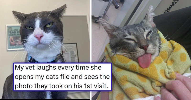 viral thread with pictures of cats being upset at the vet's | thumbnail includes two pictures including a cat with its tongue out and an angry looking cat 'My vet laughs every time she opens my cats file and sees the photo they took on his 1st visit'