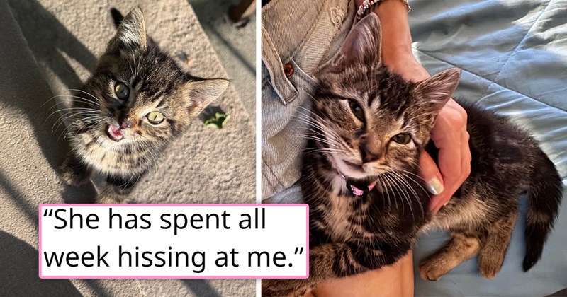 story about someone adopting a stray kitten and the kitten getting adopted by the maine coon cat | thumbnail includes two pictures including a meowing kitten and someone cuddling a kitten 'she has spent all week hissing at me'