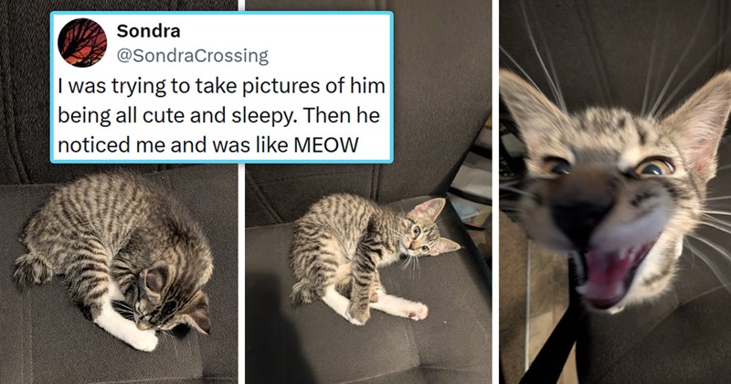 viral cat tweets from X | thumbnail includes three pictures of a cute kitten asleep and waking up and one tweet 'Sondra @SondraCrossing I was trying to take pictures of him being all cute and sleepy. Then he noticed me and was like MEOW'
