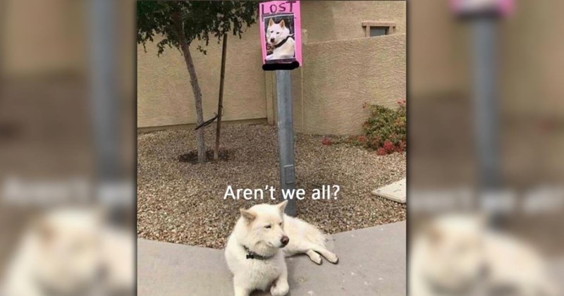 A Heartwarming Heatwave in the Form of 28 Wholesome Animal Memes