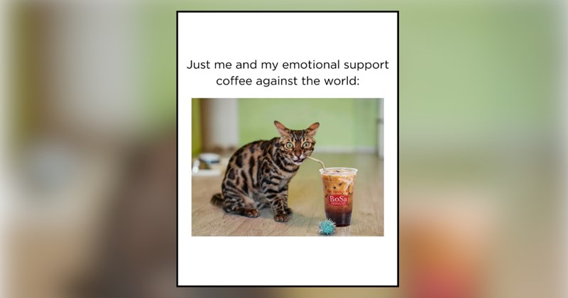 30 cat memes | thumbnail includes one meme and one picture of text including 'Just me and my emotional support coffee against the world:' 