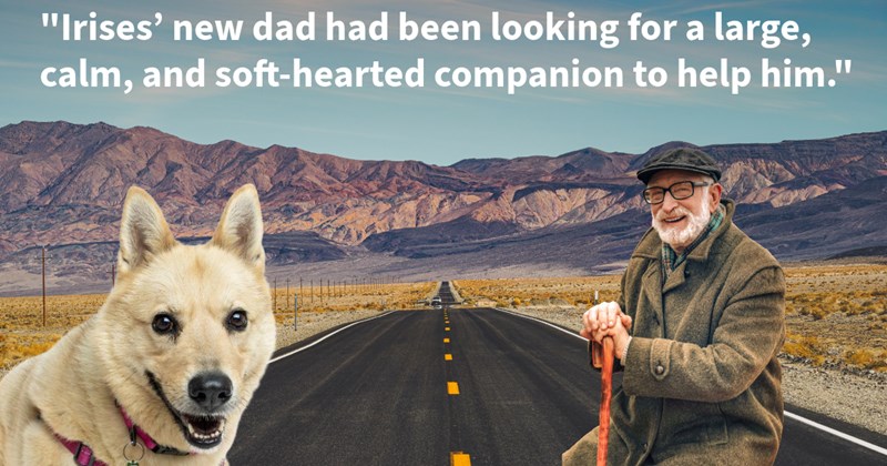 Senior dog dumped alongside kennel dangerous desert heat rescued by dog lover who brought her shelter, despite little chance adoption finds furever home senior veteran, says: ‘She most wonderful thing that's happened me’ | thumbnail includes one image which shows a white dog with purple harness an old man with green tweed jacket and cane on a desert highway ‘“Irises’ new dad had been looking for a large calm, and soft-hearted companion to help him.”’