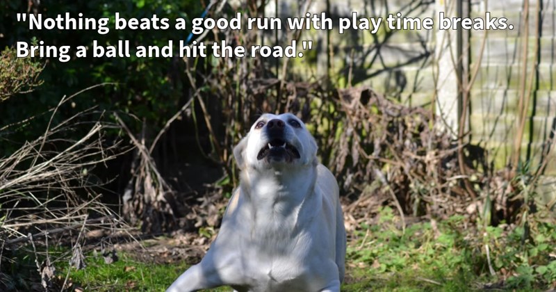 15 Tips Tire Out Your Energetic Dog Child so You Can Chill Out | thumbnail includes one image which shows a white dog in play mode in a garden ‘“Nothing beats a good run with play time breaks. Bring a ball and hit the road.”’