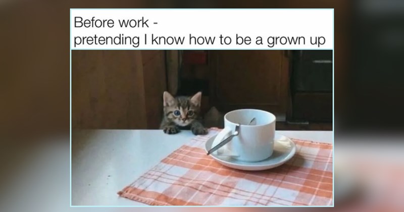 A Smol Delivery of the Cutest Kitties For Summer Smiles on a Monday