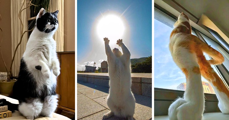35 cat pictures | thumbnail includes three pictures of cats