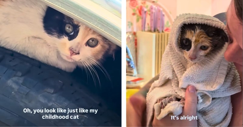 5 kitten pictures, 12 kitten and text pictures, 4 text pictures, 2 cat and text pictures, 1 video | thumbnail includes one kitten and text picture including 'Oh, you look like just like my childhood cat', and one kitten and text picture including 'It's alright'
