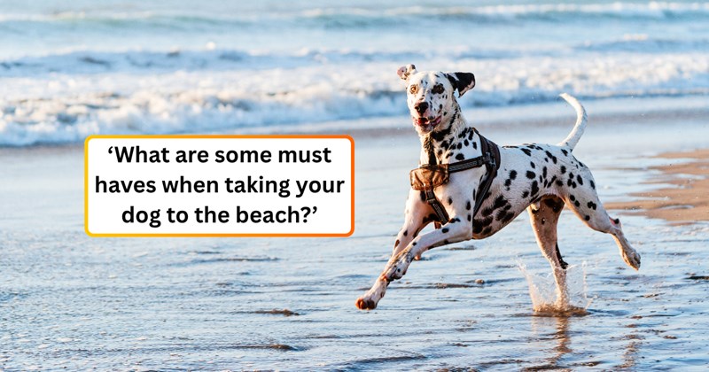 21 text pictures, 7 dog pictures | thumbnail includes one picture of a dog, and ‘What are some must haves when taking your dog to the beach?’