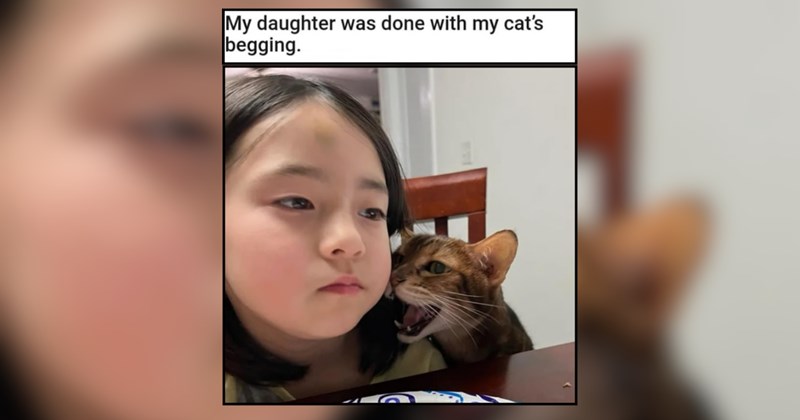 32 Happy Feline Funnies Pawsitively Packed With Tomfoolery 