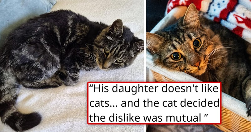 story about a cat whose owner passed not liking her new owner and choosing to adopt the neighbors instead | thumbnail includes two pictures of a cute cat 'His daughter doesn't like cats... and the cat decided the dislike was mutual'