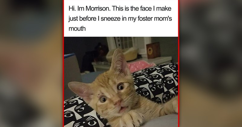 funny and wholesome cat memes | thumbnail includes one meme of an orange kitten making a funny face 'Hi. Im Morrison. This is the face I make just before I sneeze in my foster mom's mouth'