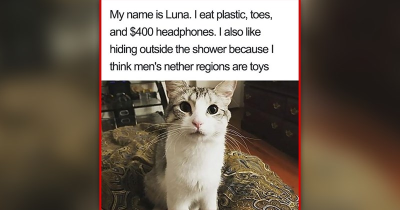 funny and wholesome cat memes | thumbnail includes one meme of a cat staring into the camera 'My name is Luna. I eat plastic, toes, and $400 headphones. I also like hiding outside the shower because I think men's nether regions are toys 00'