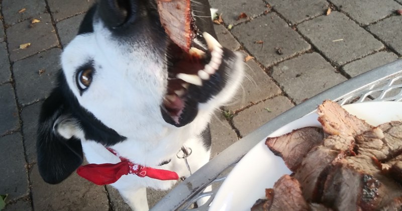 'I just hope if he asks me about my "dog" in the future, I don't forget my lie': Restaurant worker brings uneaten steak home from work for his "dog," but devours every morsel of it 