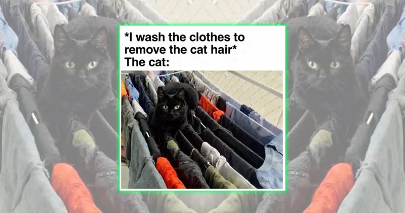 black cats wholesome cats adorable cats cat pictures cute cats funny cats Cats Cats - 45978885