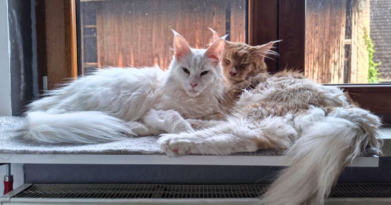 Story of deaf maine coon cat getting adopted, but new owner unsure if cat is actually deaf | Thumbnail includes one picture of two Maine coon cats