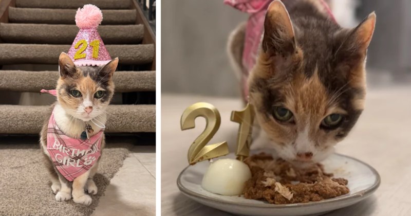 '21 years ago I rescued an abandoned kitten. Today she turned 21': Heartfelt woman reflects on her favorite memories with her best friend, a reminder not to take our furry friends for granted