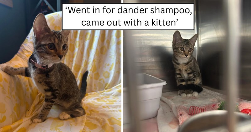 pictures of cats and text | thumbnail includes two pictures of a cat and one picture of text including '' 