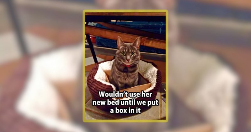 22 cat memes | thumbnail includes one meme including 'Wouldn't use her new bed until we put a box in it'