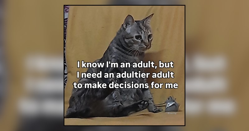27 cat memes | thumbnail includes one meme and one picture of text including 'I know I'm an adult, but I need an adultier adult to make decisions for me' 