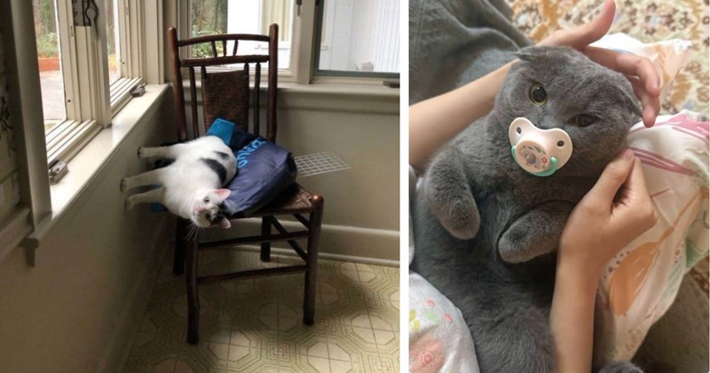 28 pictures of cute cats | Thumbnail includes one picture of a cat lying on a chair and one picture of a cat with a pacifier in its mouth