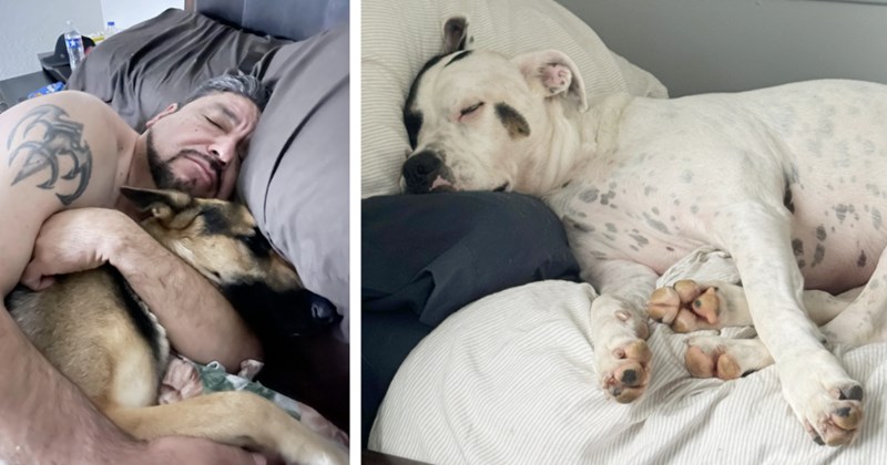 28 Crusading Canines Who've Conquered their Pawrents’ Beds Turned Mattress into Stress-Free Sanctuary | thumbnail includes two images one image shows a man cuddling a german shepherd both asleep in bed with brown covers, the other image shows a white and spotted dog sleeping curled up on a bed head on pillow