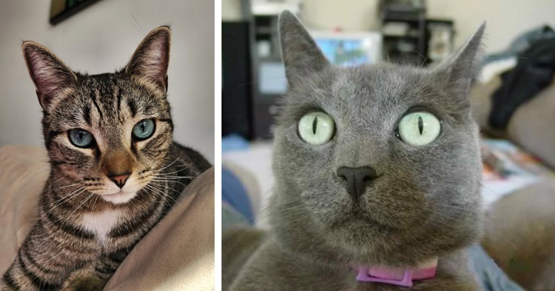 A Heartwarming Helping 29 Hypnotic Cat Eyes Quiet Your Mind | thumbnail includes two images one image shows a tabby cat with blue eyes looking at camera, the other image shows gray cat with pale green eyes looking towards camera