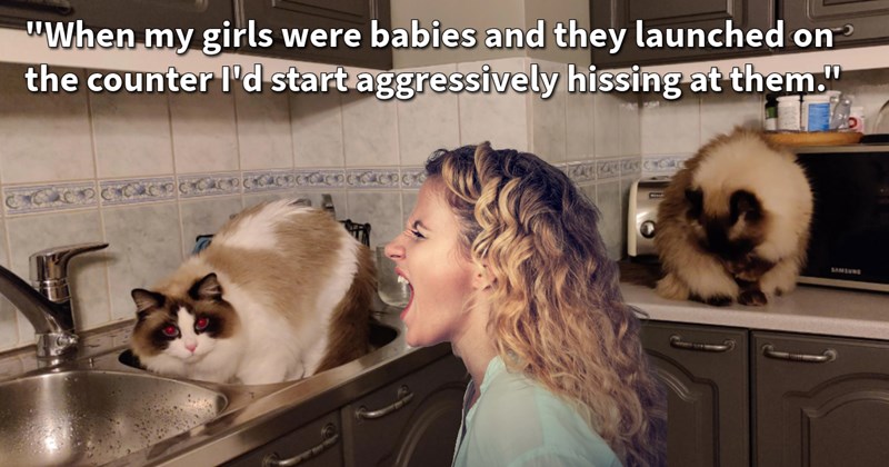 16 Curious Ways Try and Keep Your Cat Kids Off Counter Reclaim Your Conflict-Free Kitchen | thumbnail includes one image which shows two cats on kitchen counter and woman screaming in the direction of one of the cats ‘“When my girls were babies and they launched on the counter I’d start aggressively hissing at them.”’