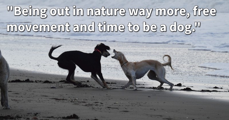 15 Ways Calm Your Reactive Canine Win Back Your Bond | thumbnail includes one image which shows a brown dog and a white dog on a beach barking and play fighting with each other ‘“Being out in nature way more, free movement and time to be a dog.”’