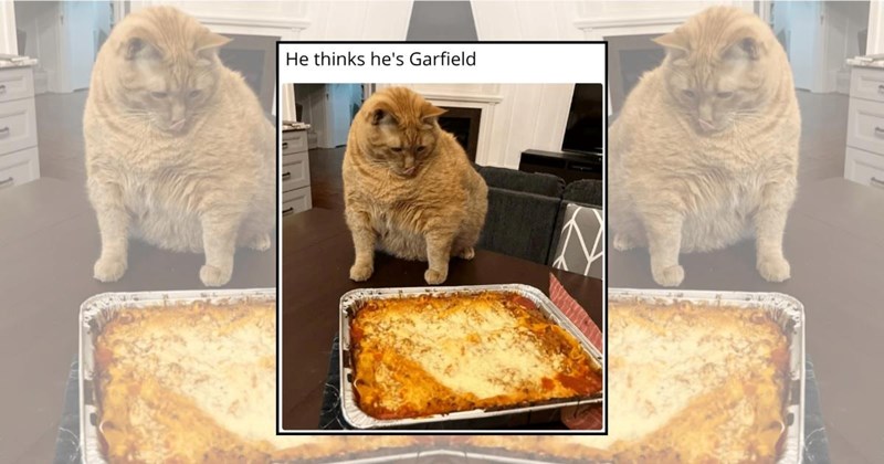 funny cat memes ginger cats orange cats Cats - 45996549