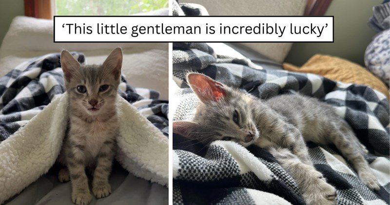 22 pictures of cats and text | thumbnail includes two pictures of a cat and one picture of text including '‘This little gentleman is incredibly lucky’' 