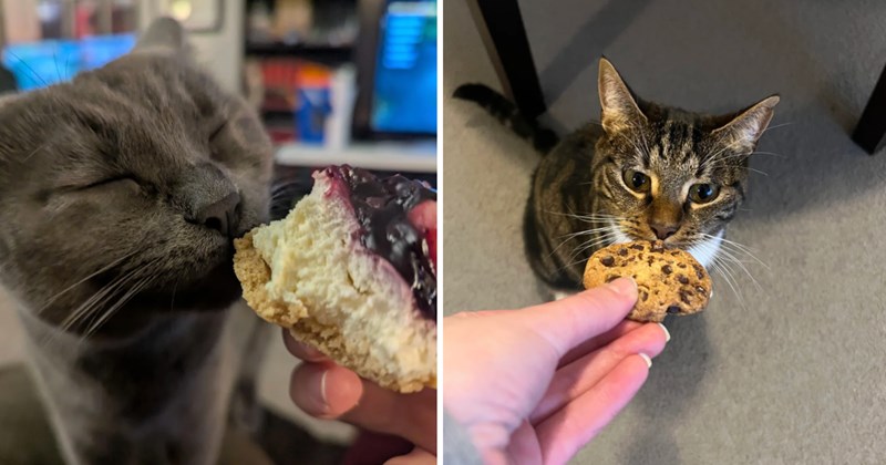 cat pictures | thumbnail includes two pictures of cats 