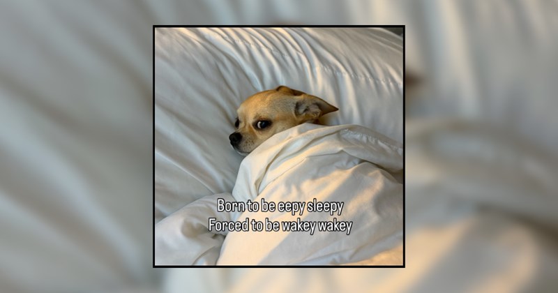 humor wholesome hilarious relatable memes relatable funny memes Memes funny Funny Memes - 46003717