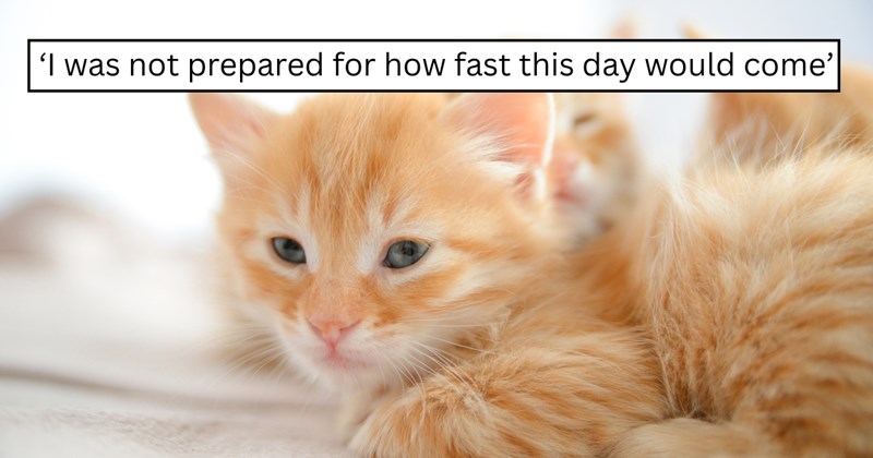 29 pictures of cats and text | thumbnail includes two pictures of a cat and one picture of text including '‘I was not prepared for how fast this day would come’' 
