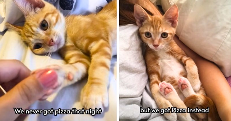 34 kitten and text pictures, 2 cat pictures, 1 video | thumbnail includes one kitten and text picture including 'We never got pizza that night', and one kitten and text picture including 'but we got Pizza instead'