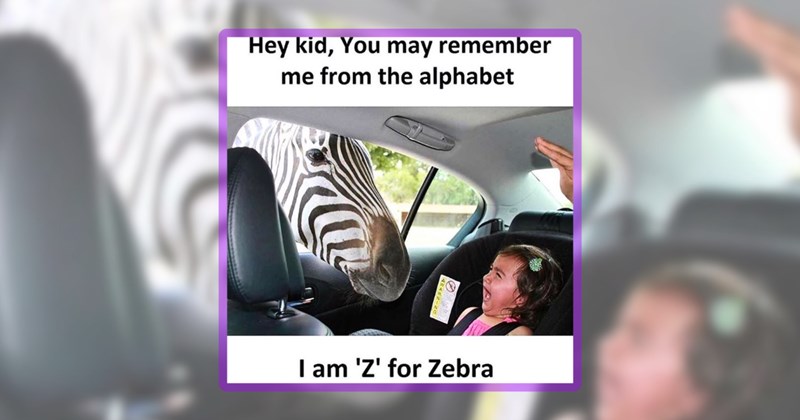 27 animal memes | thumbnail includes one meme including 'Hey kid, You may remember me from the alphabet I am 'Z' for Zebra'
