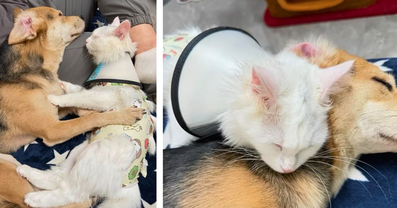 Story of cat and dog cuddling after vet appointment | Thumbnail includes two pictures of a cat and dog cuddling 