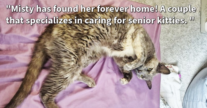Senior cat found crying for help apartment complex rescued cat mom given furever home with cat loving couple specialize caring older felines, rescuer says: ‘ believe she will be loving caring hands.’ | thumbnail includes one image which shows a gray and brown cat lying on side on purple bedsheet curled up paws raised ‘“Misty has found her forever home! A couple that specializes in caring for senior kitties.”’