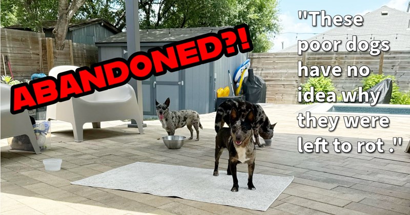 8 abandoned Texan dogs on run rescued  given furever homes after community dog rescue stepped up when police animal control refused help, rescuer says: ‘ city wants us, citizens, corral shelter these poor animals.’ | thumbnail includes one image which shows three australian cattle dogs standing under a pergola on a patio in a garden ‘ABANDONED?!’ ‘“These poor dogs have no idea why they were left to rot.”’