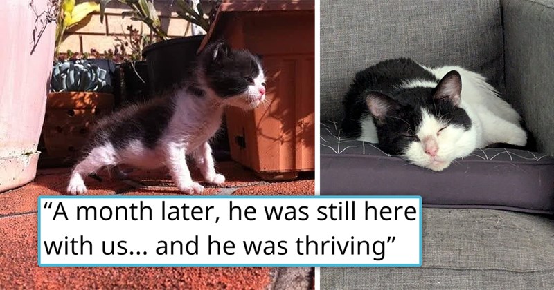 story about someone not listening to their vet who told them to give up and saving their rescued kitten's life | thumbnail includes two pictures including a kitten and an older cat 'A month later, he was still here with us... and he was thriving'