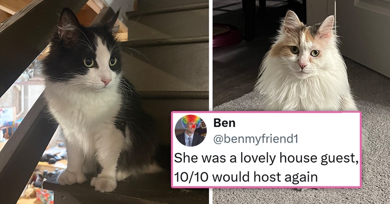 viral twitter thread about a couple finding a cat in the heat and returning it to its owners | thumbnail includes two pictures of two cute cats 'She was a lovely house guest. 10/10 would host again'