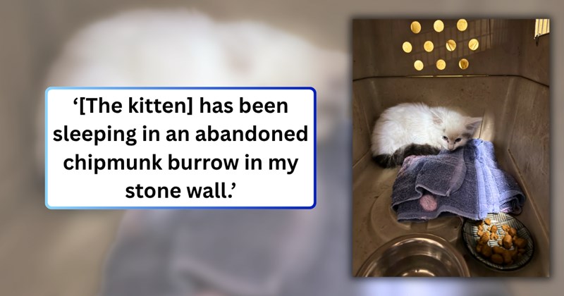 22 text pictures, 3 kitten pictures | thumbnail includes one picture of a kitten, and ‘[The kitten] has been sleeping in an abandoned chipmunk burrow in my stone wall.’