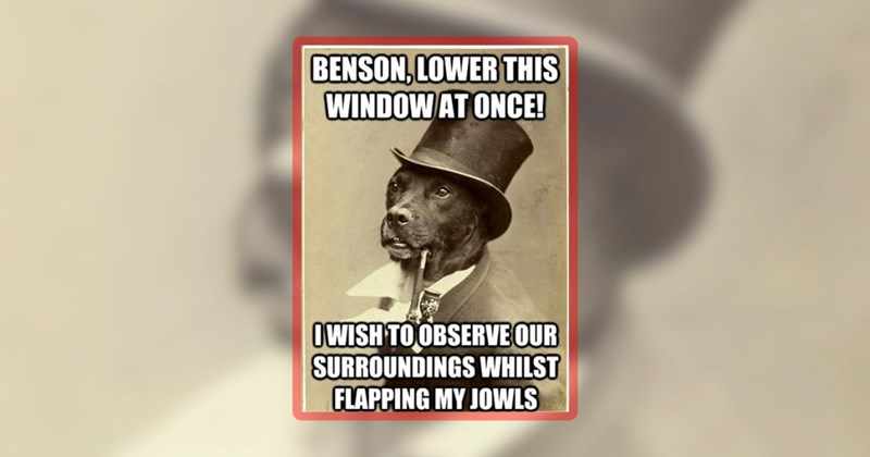 25 dog memes | thumbnail includes one meme including 'BENSON, LOWER THIS WINDOW AT ONCE! WISH TO OBSERVE OUR SURROUNDINGS WHILST FLAPPING MY JOWLS'