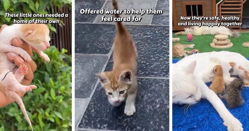 After being abandoned outside a restaurant, cat mom and her seven kittens are found by rescuer who cares for the furry family and finds them a furrever home: ‘Now they're safe’