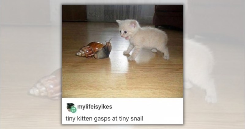 33 cat memes | Thumbnail includes one meme including 'mylifeisyikes tiny kitten gasps at tiny snail'