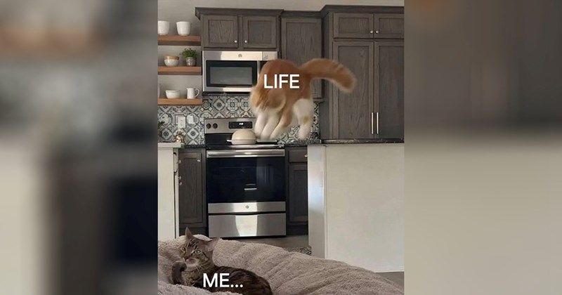 relatable memes work memes dog memes random memes silly memes funny memes twitter memes meme funny tweets animal memes cat memes Funny Memes - 46020869