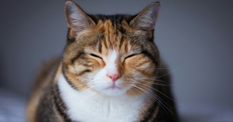 I'm surprised this owner does not hesitate to say his cat ‘thinks’; not only that he thinks, but that he has a concept of right and wrong, of good and bad, and that he then decides to do bad and ‘enjoys’ it. Honestly, I’m here for it. Who’s to say it's not possible? Has any of os been inside a cat’s mind?