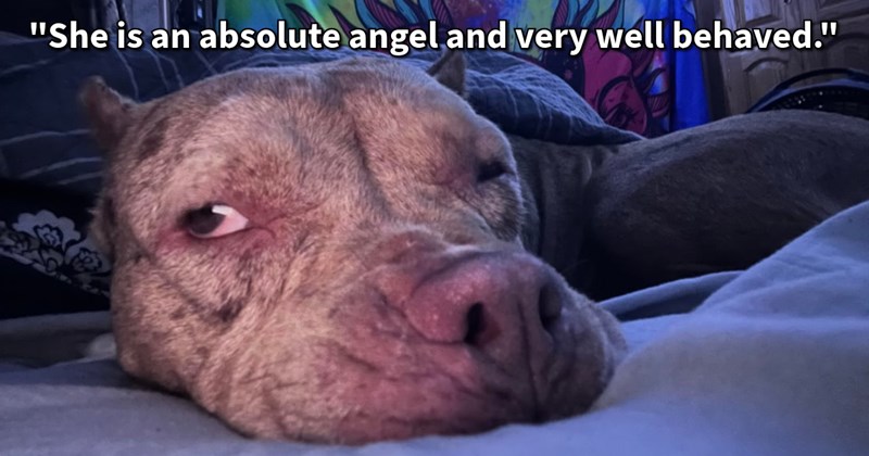 Dumped Pit Bull who begged man shelter storm given loving home, healing man’s past pup grief: ‘I miss my girl I’ve enjoyed not having responsibility. But dog reminds me of all things love about having one.’  | thumbnail includes one image which shows a brown and gray pit bull close up lying on bed ‘“She is an absolute angel and very well behaved.”’