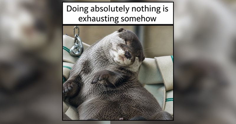 29 Lazy Animals Taking the Day Off From Everything
