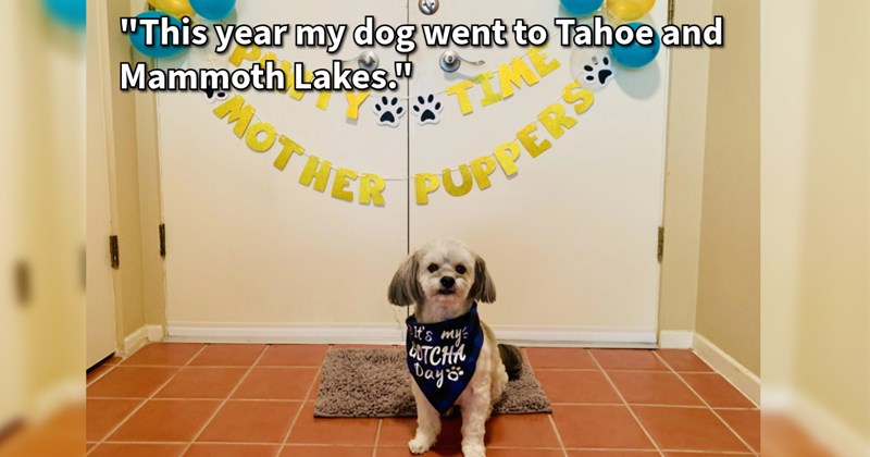 17 Over The Top Ideas Give Your Canine Kid Pawfect Birthday Celebration | thumbnail includes one image which shows a small white dog sitting on floor wearing neckerchief birthday banner behind ‘“This year my dog went to Tahoe and Mammoth Lakes.”’