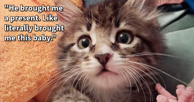 Baby Bjorn the runt kitten survives a rough start, reunites with his orange tomcat dad, and turns the family bulldog into his personal bodyguard, cat mom says: ‘He lets Bjorn sit on his head like a very bitey hat’| thumbnail includes one image which shows a tabby kitten with wide eyes surrounded by orange and green towels ‘“He brought me a present. Like literally brought me this baby.”’